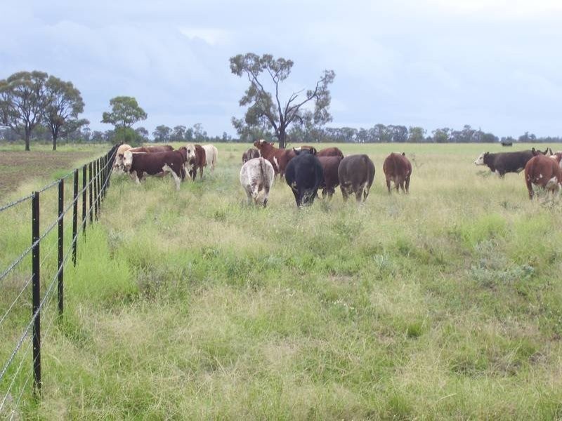 1167 Humbug Road, The Gums QLD 4406