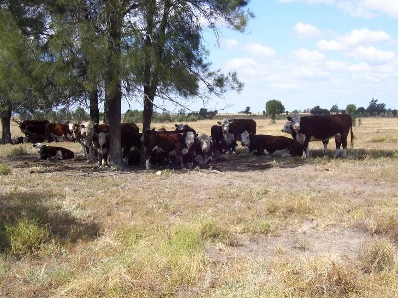 Warrego Highway, Miles QLD 4415