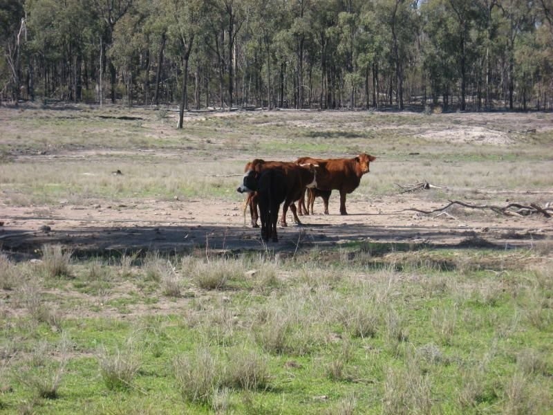 105 Mount Myrtle Road, Miles QLD 4415