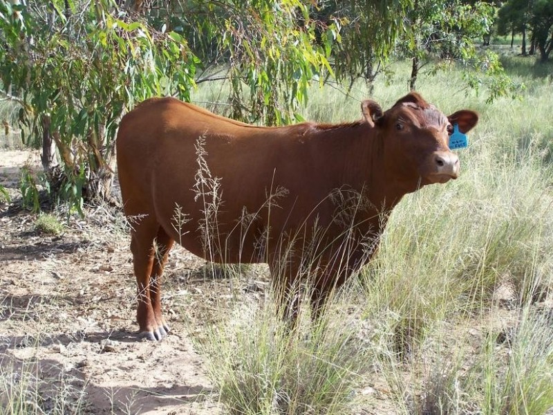 1922 Burra Burri Creek Road, Chinchilla QLD 4413