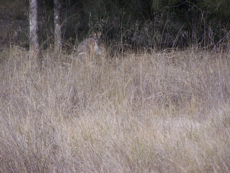 Lot 2, GRAYS ROAD, Chinchilla QLD 4413