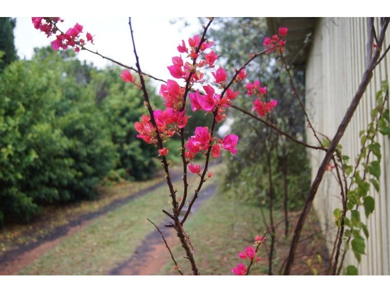 66 North Street, Chinchilla QLD 4413