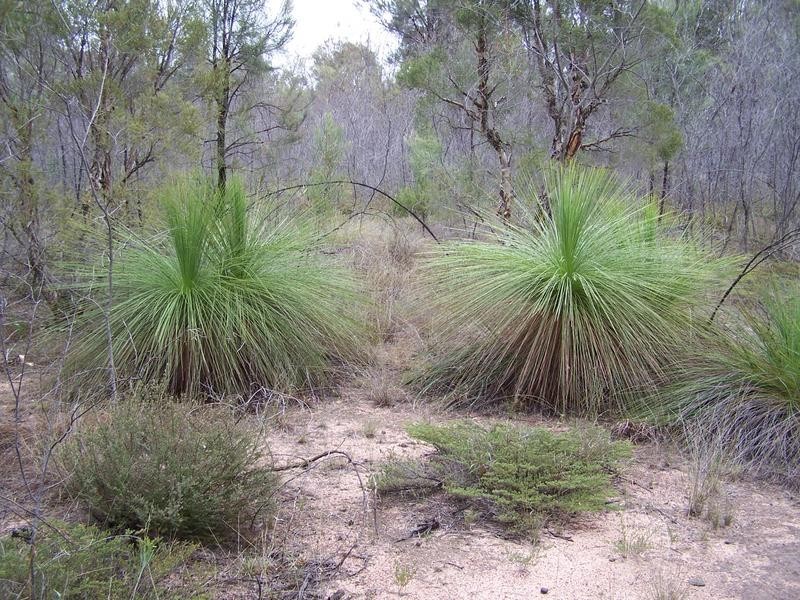 Lot 178, 0 TREGATHLYN ROAD, Tara QLD 4421