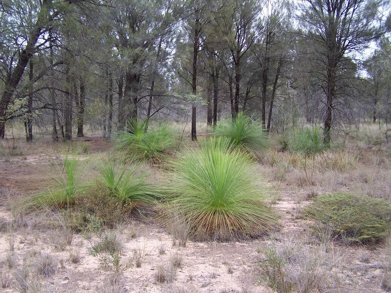 Lot 178, 0 TREGATHLYN ROAD, Tara QLD 4421