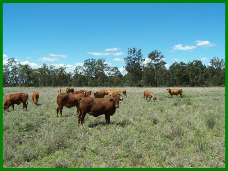 770 AUBURN ROAD, Chinchilla QLD 4413