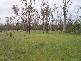 Old Man Lagoon Road, Chinchilla QLD 4413
