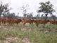 Old Man Lagoon Road, Chinchilla QLD 4413