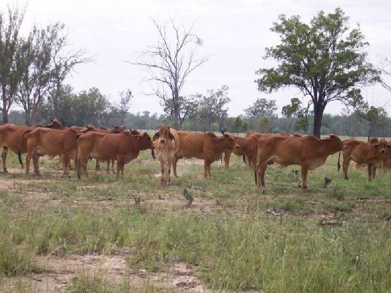 Old Man Lagoon Road, Chinchilla QLD 4413