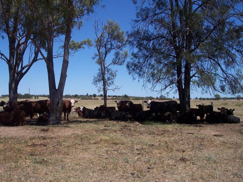 Chinchilla QLD 4413