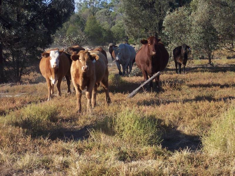 Lot 3,  Red Hill Road, Chinchilla QLD 4413