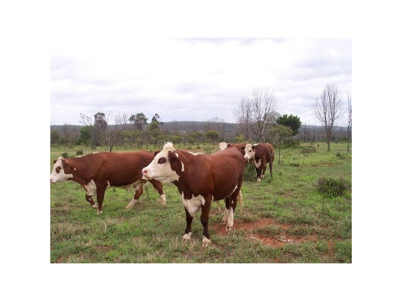 0 CADARGA, Chinchilla QLD 4413