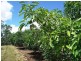 632 Firth Heinz Road, Pillar Valley NSW 2462