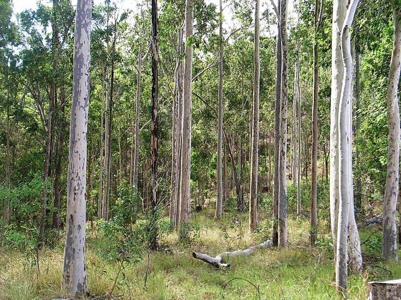 632 Firth Heinz Road, Pillar Valley NSW 2462