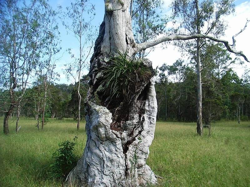 Lot 37 Somervale Road, Tucabia NSW 2462