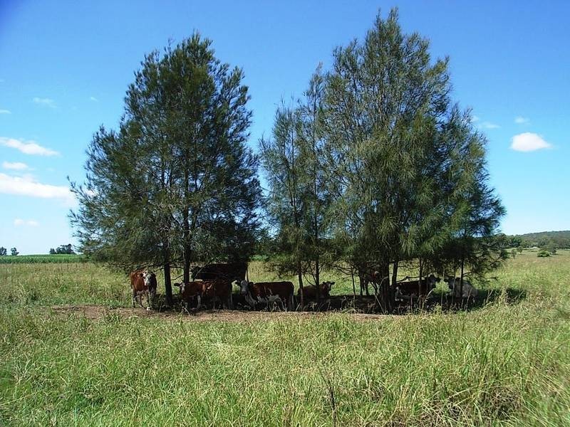 91 Upper Coldstream Rd, Tyndale NSW 2460