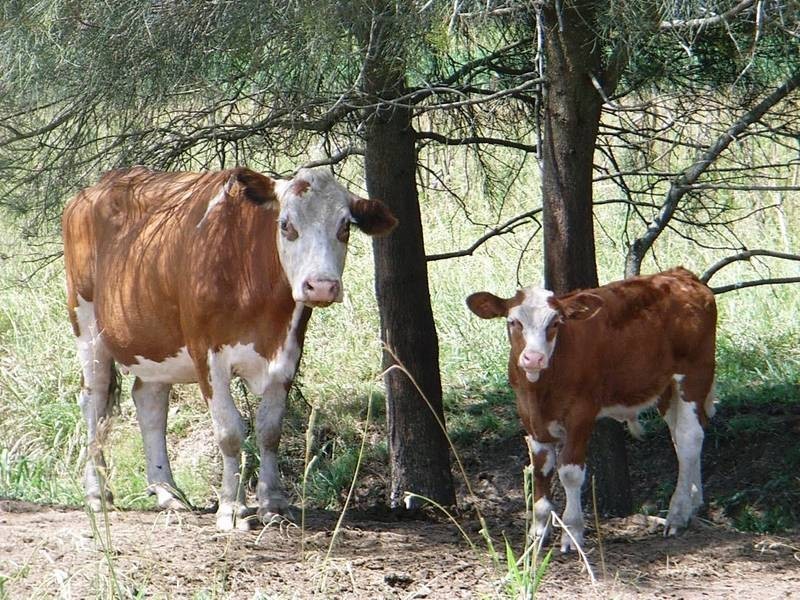 91 Upper Coldstream Rd, Tyndale NSW 2460