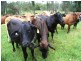 1132 Wooli Road, Pillar Valley NSW 2462