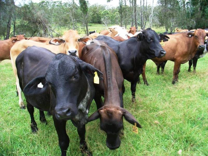 1132 Wooli Road, Pillar Valley NSW 2462
