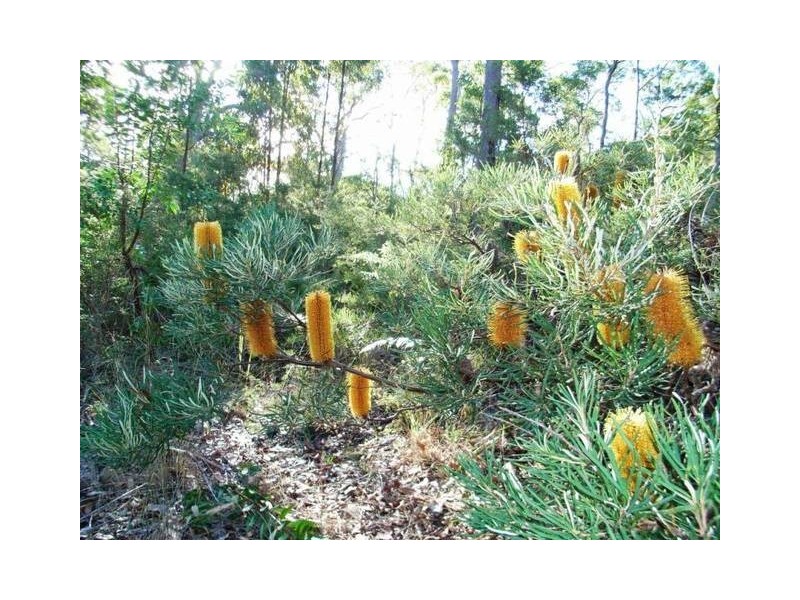 724 Firth Heinz Road, Pillar Valley NSW 2462