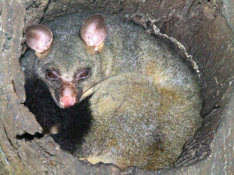 776 Eight Mile Lane, Grafton NSW 2460