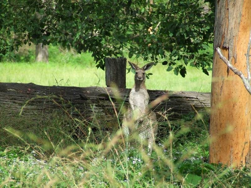 776 Eight Mile Lane, Grafton NSW 2460