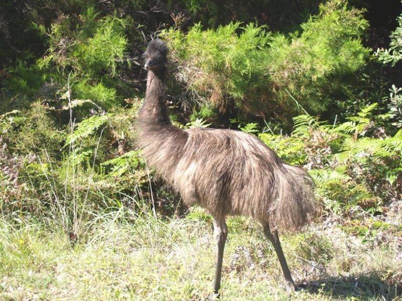 Lot 42 Oceanside Estate, Wooli NSW 2462