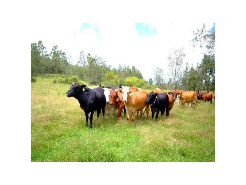 1321 Wooli Road, Pillar Valley NSW 2462