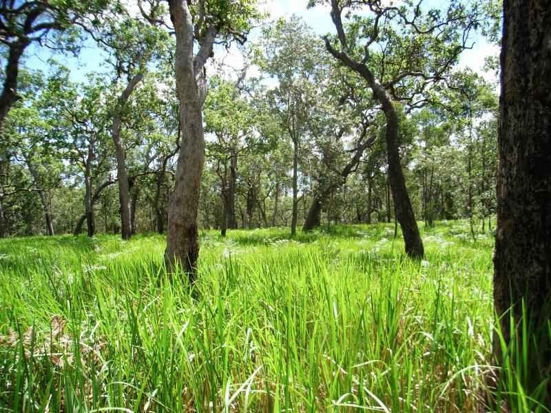 Lot 64 Wooli Road, Pillar Valley NSW 2462