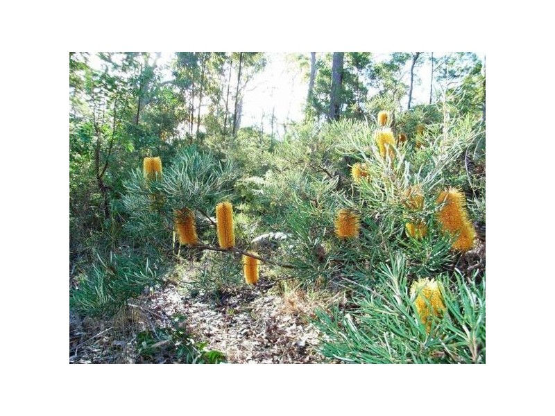 117 Barry’s Bridge Road, Pillar Valley NSW 2462