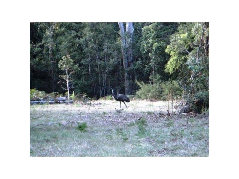 117 Barry’s Bridge Road, Pillar Valley NSW 2462