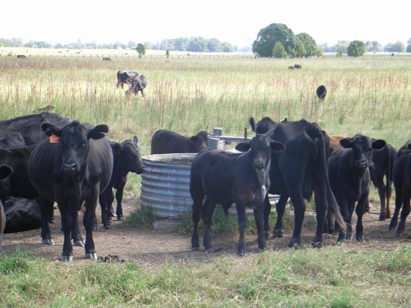 Lot 485,  Campbells Lane, Ulmarra NSW 2462