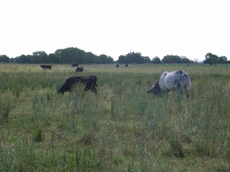 Lot 485,  Campbells Lane, Ulmarra NSW 2462