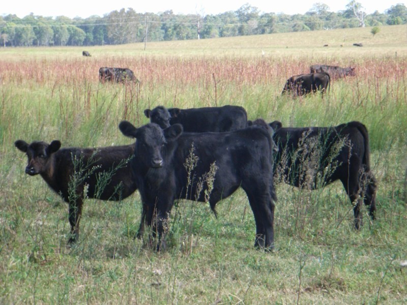 Lot 485,  Campbells Lane, Ulmarra NSW 2462