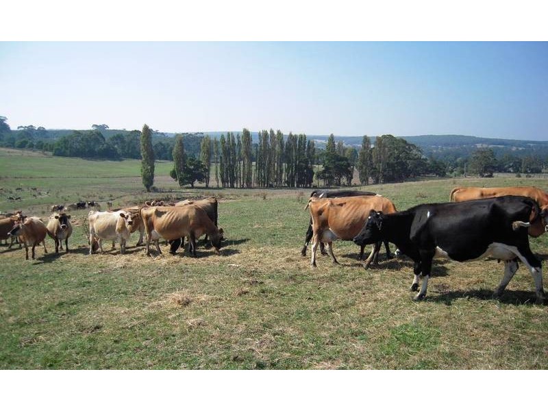 Kennedys Creek VIC 3239