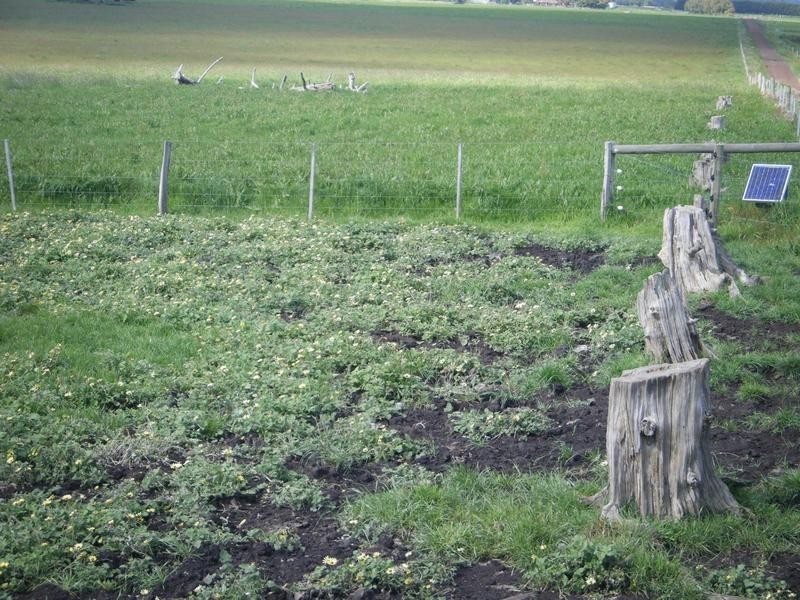 Coyles Lane, Terang VIC 3264