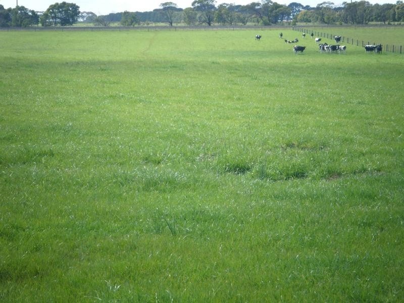 Coyles Lane, Terang VIC 3264