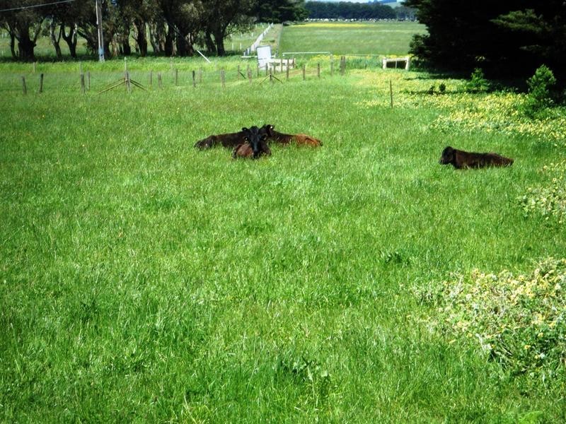 79 Depot Road, Terang VIC 3264