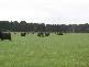 6106 Henty Hwy, Branxholme VIC 3302