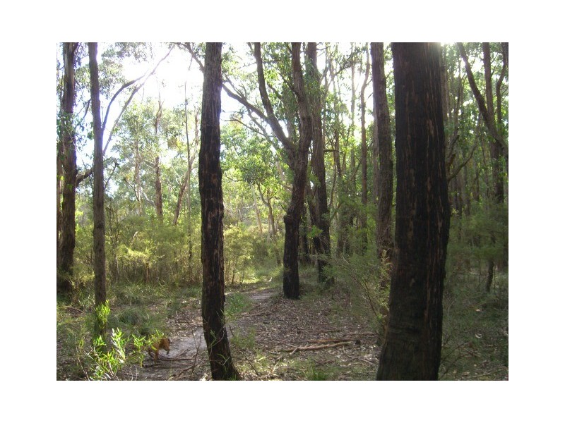 Scotts Creek VIC 3267