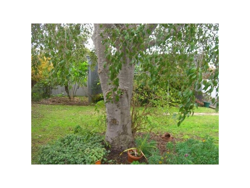 6 Peter Street, Cobden VIC 3266