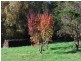 1564 Wilmot Road, Forth TAS 7310