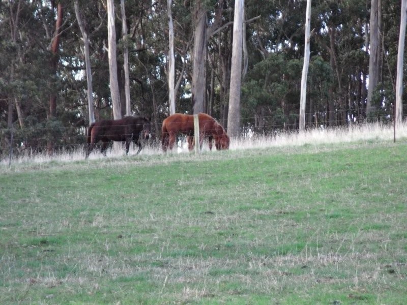.34 Littles Road, Forth TAS 7310