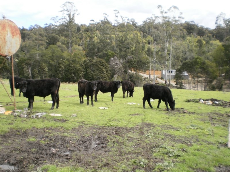 Mannings Jetty Road, North Motton TAS 7315