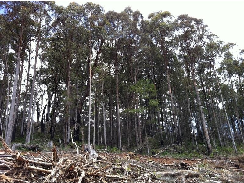 Harveys Road, North Motton TAS 7315