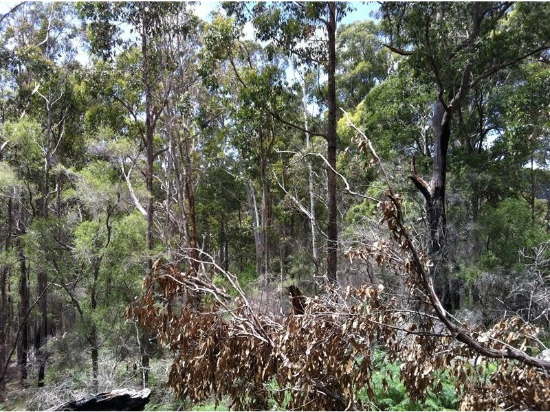 Harveys Road, North Motton TAS 7315