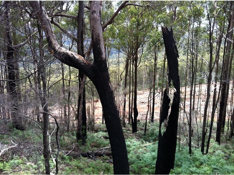 Harveys Road, North Motton TAS 7315