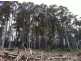 Lot 4 Harveys Road, North Motton TAS 7315