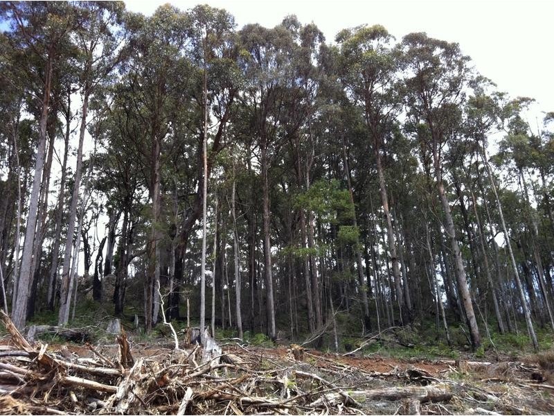 Lot 4 Harveys Road, North Motton TAS 7315