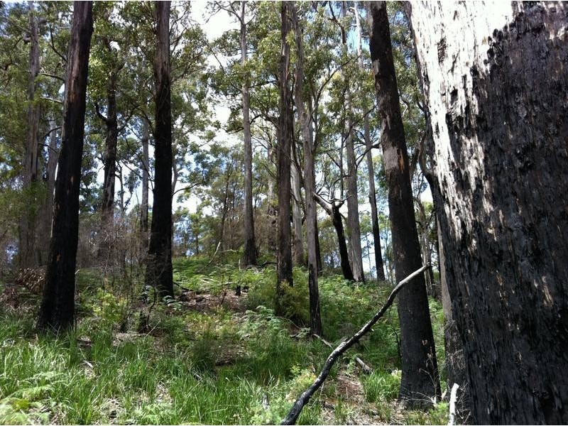 Lot 4 Harveys Road, North Motton TAS 7315