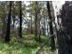Lot 4, Harveys Road, North Motton TAS 7315